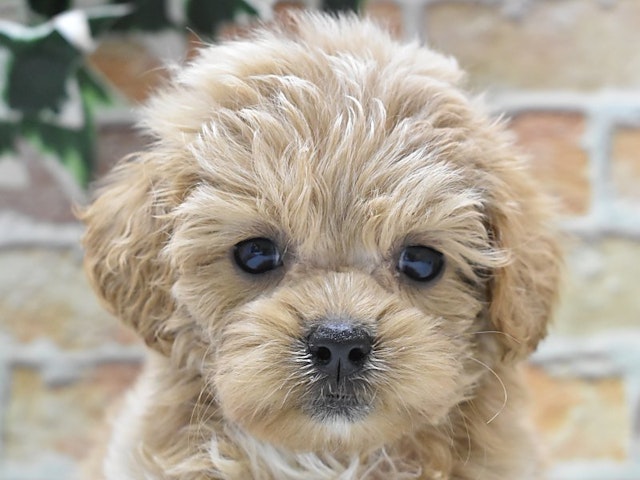 静岡県のハーフ犬・ミックス犬 (ペッツワン沼津店/2024年7月6日生まれ/男の子/アプリコット)の子犬